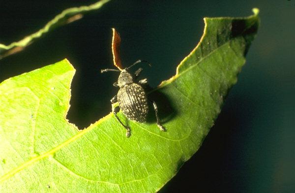 Oziorrinco dell'olivo - Otiorrhynchus cribricollis Gyll.