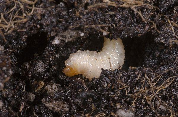 Larva di Oziorrinco