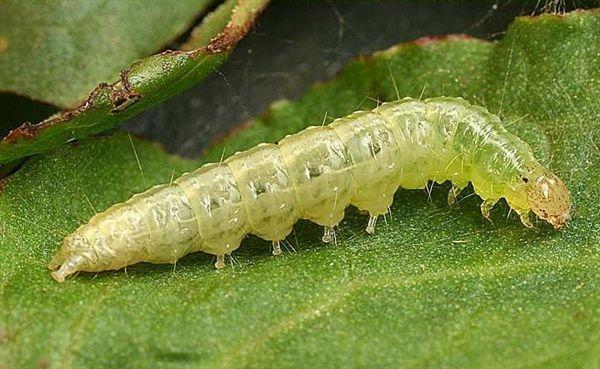 Larva di Piralide defogliatrice