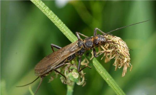 Perla burmeisteriana