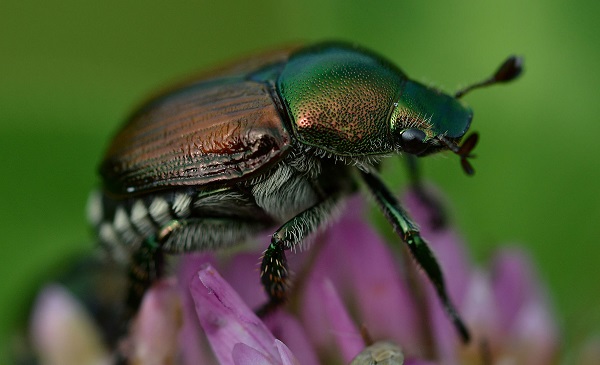 Popilia japonica