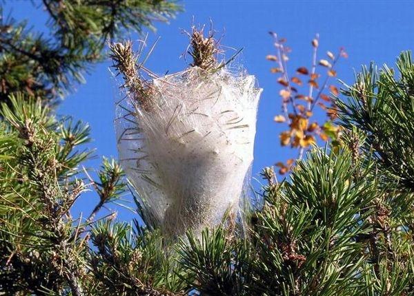 Nido invernale di Processionaria del pino