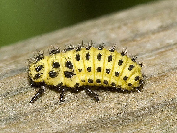 Psyllobora vigintiduopunctata