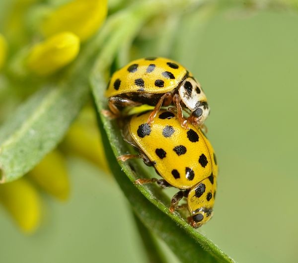 Psyllobora vigintiduopunctata