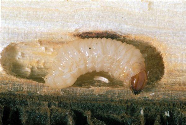 Larva di Punteruolo del pioppo
