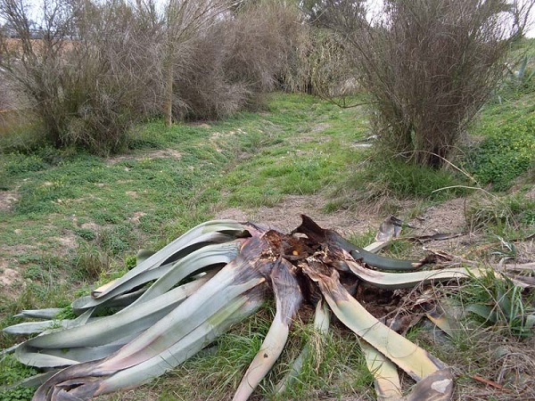 Punteruolo nero dell'agave