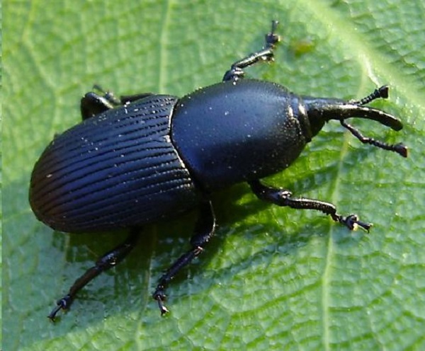 Punteruolo nero dell'agave