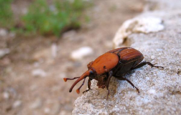 Punteruolo rosso della palma - Rhynchophorus ferrugineus