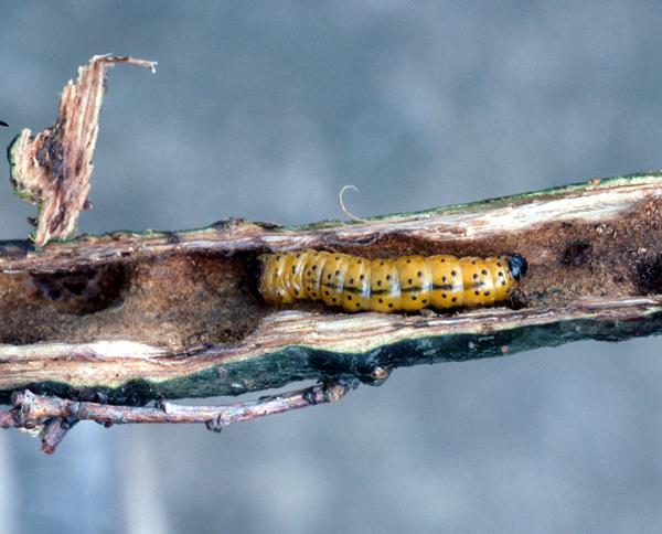 Larva di Rodilegno giallo - Zeuzera pyrina L.