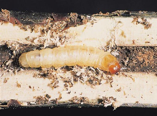 Larva di Sesia del ribes e del kaki 