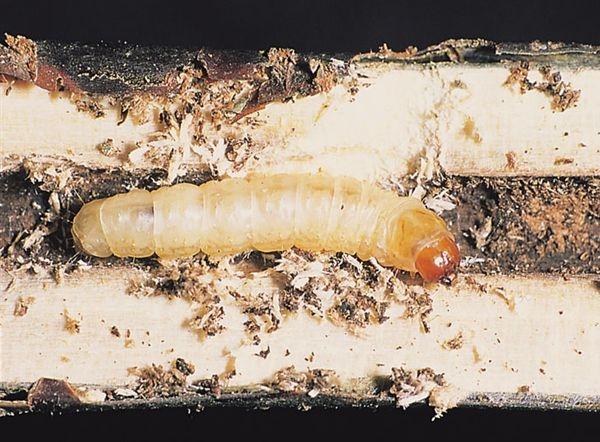 Larva di Sesia del ribes e del kaki 