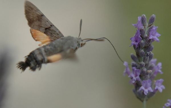 Sfinge del galio - Macroglossum stellatarum L.