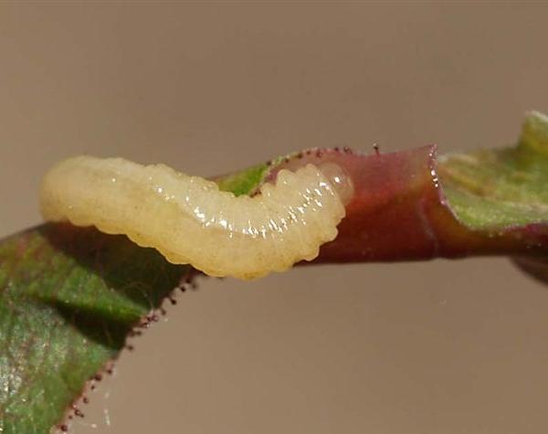 Larva di Ardis brunniventris Htg.