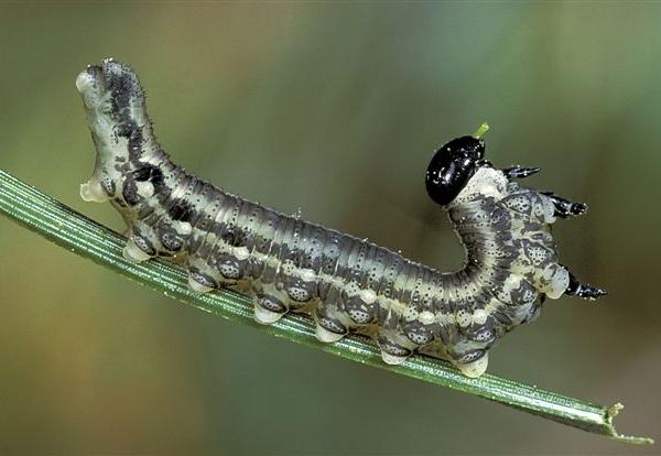 Larva di Tentredine del pino