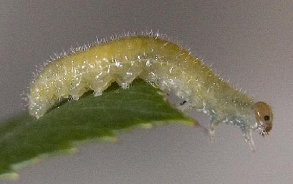 Larva di Tentredine nera della rosa