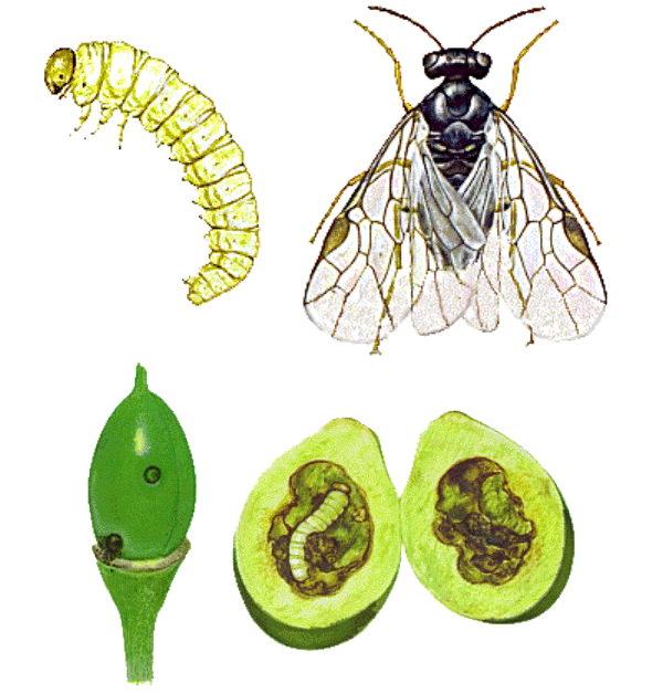 Tentredine minuta delle Susine - Hoplocampa minuta Christ