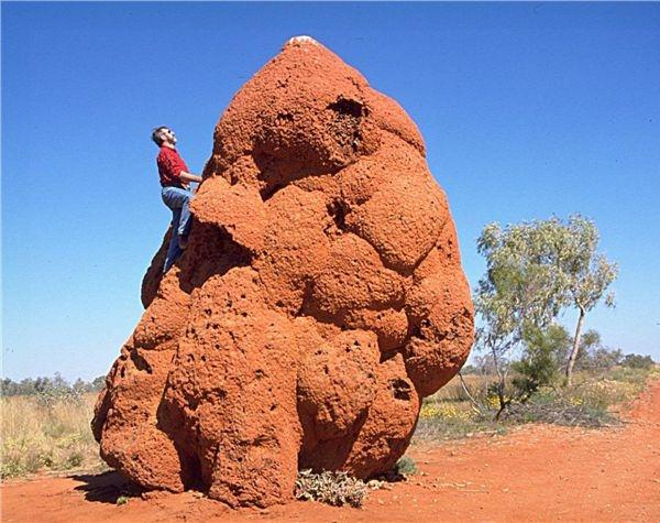 Termitaio gigante