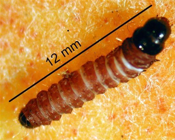 Larva di Tignola del pesco o Anarsia - Anarsia lineatella