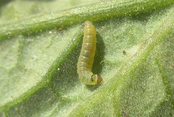 Larva di Tignola del pomodoro