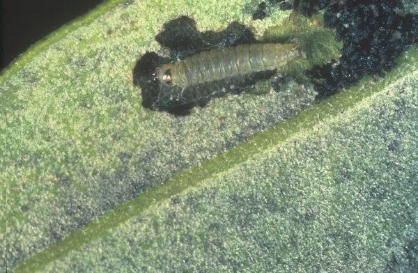 Larva di Tignola dell'olivo - Prays oleae