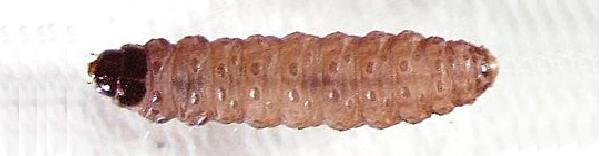 Larva di Tignola della frutta