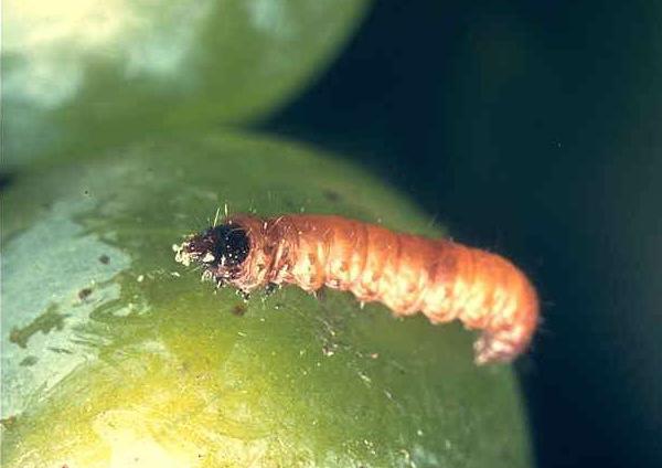 Larva di Tignola della vite