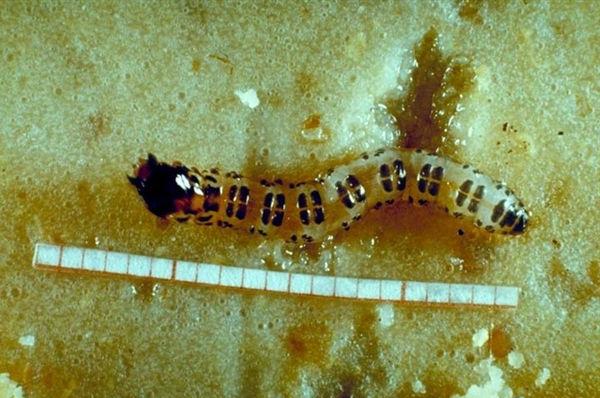 Larva di Opogona o tignola delle ornamentali