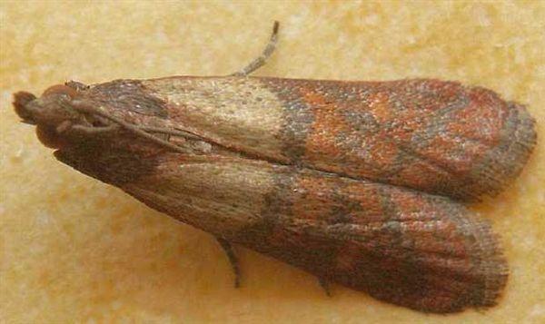 Adulto di Tignola fasciata del grano - Plodia interpunctella Hb.