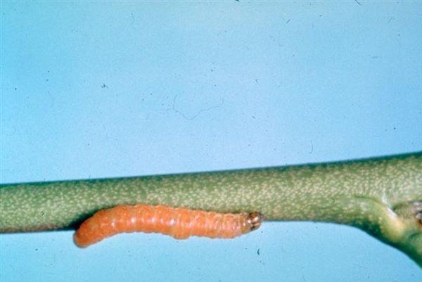 Larva di Tignola orientale del pesco o Cidia - Cydia molesta Busck.