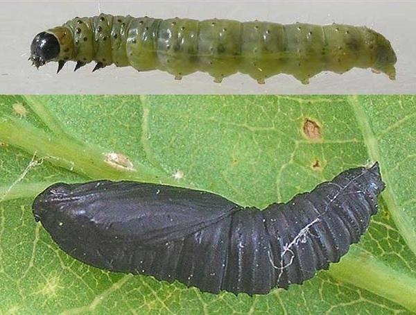 Larva e pupa di Tortricide defogliatore della quercia