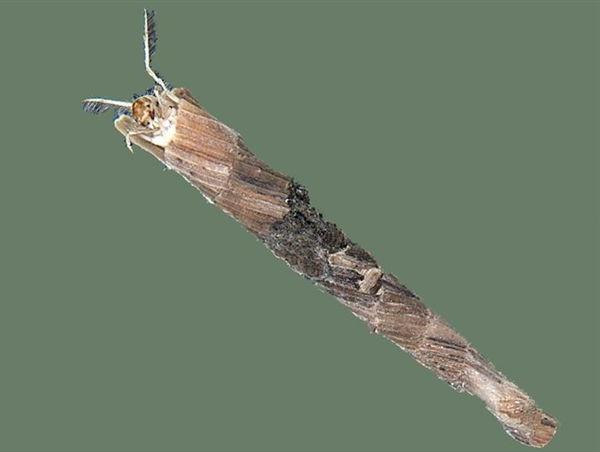 Larva di Tricottero Leptoceride
