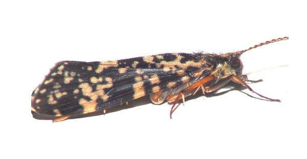 Tricotteri