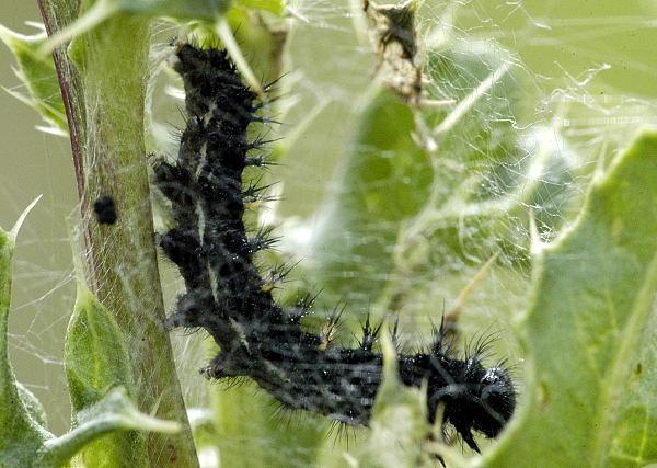 Larva di Vanessa del cardo e del carciofo - Vanessa cardui L.