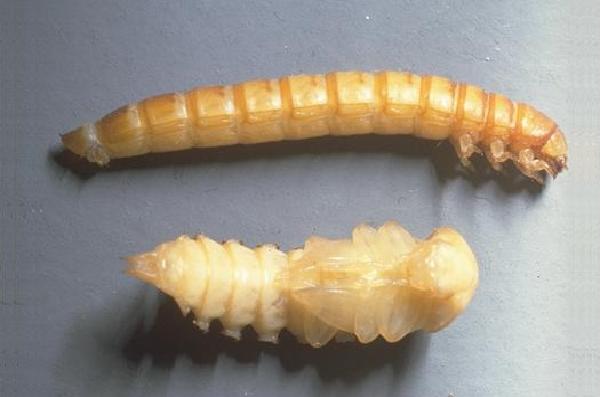 Larva e pupa di Verme della farina - Tenebrio molitor L. 