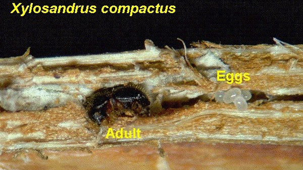 Xylosandrus compactus