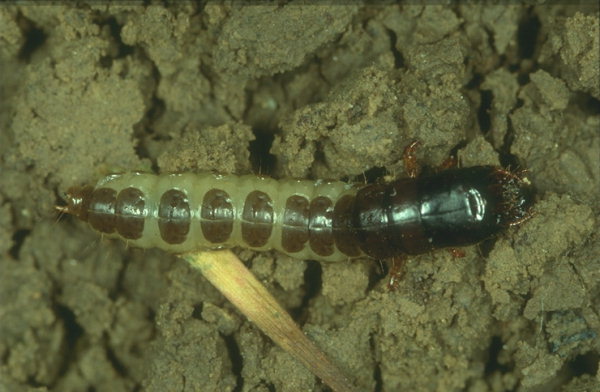 Larva di Zabro gobbo - Zabrus tenebrioides Goeze