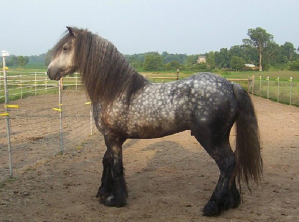 Dales Pony
