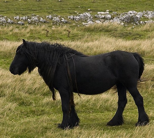 Dales Pony