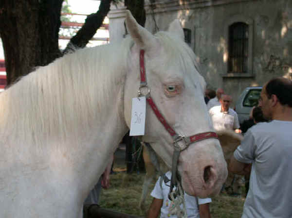 Cavallo Albino