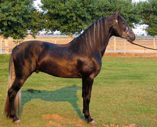 Cavallo Andaluso (Pura Razza Espagnola) 