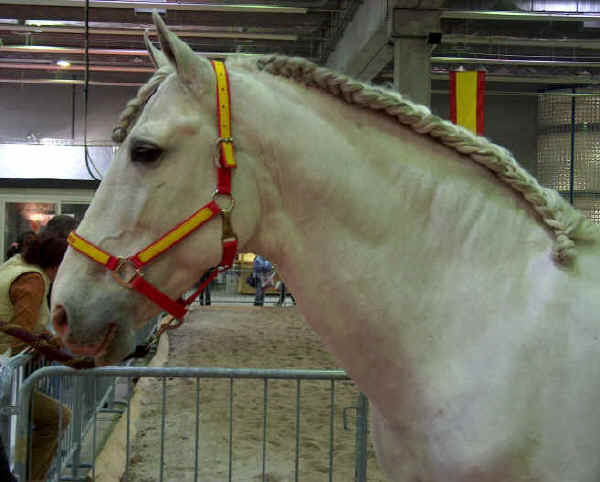 Cavallo Andaluso (Pura Razza Espagnola) 