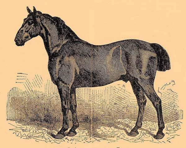 Cavallo Anglo-Normanno