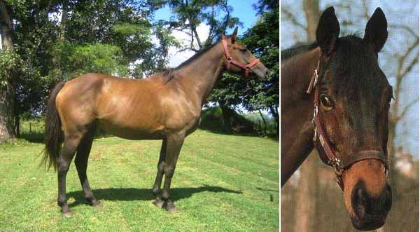 Cavallo Anglo-Argentino