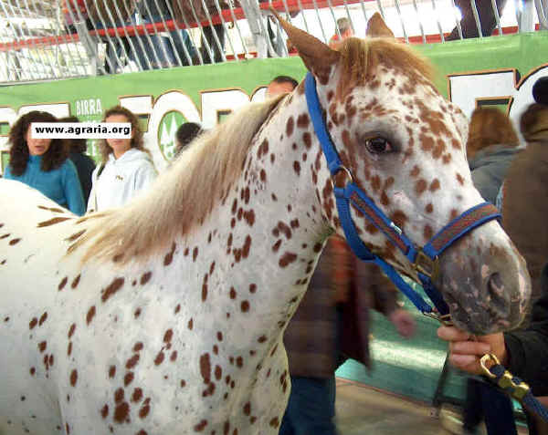 Cavallo Appaloosa 