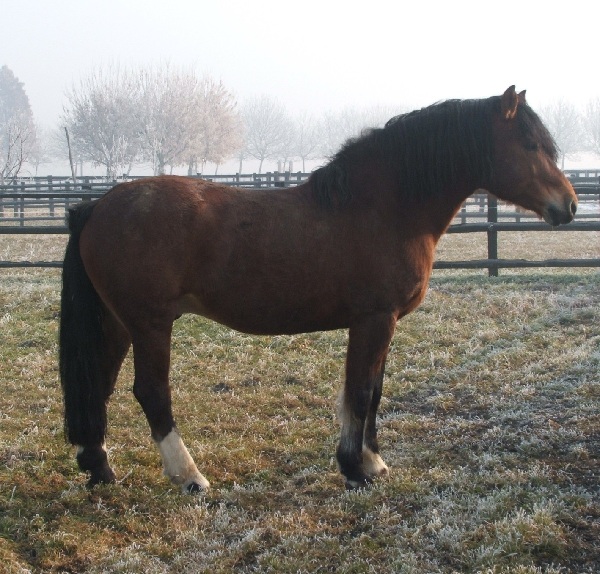 Cavallo Appenninico