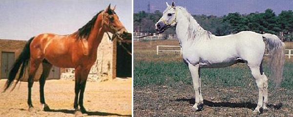 Cavallo Arabo-Persiano