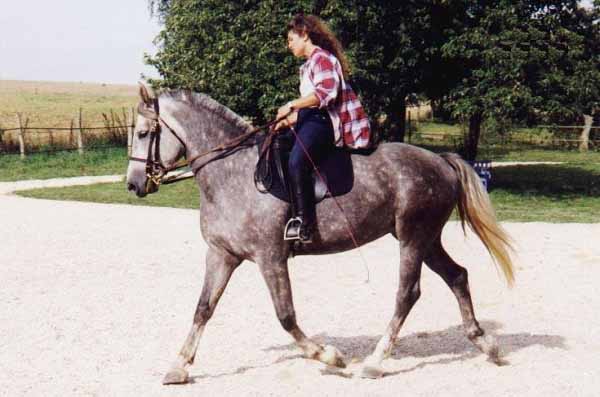 Cavallo Araboulonnais