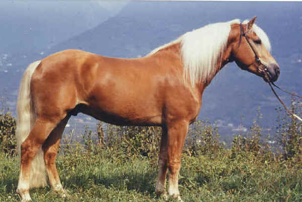 Cavallo Avelignese (Haflinger) nuovo tipo