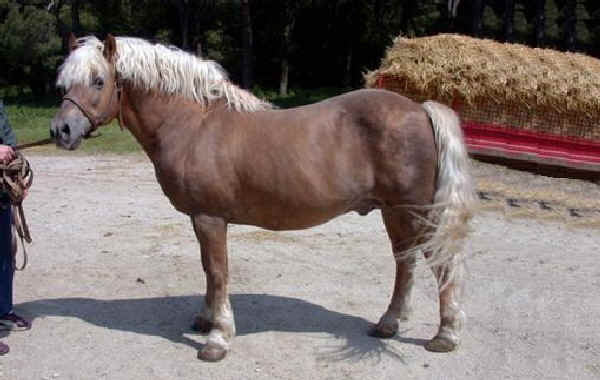 Cavallo Avelignese (Haflinger) vecchio tipo