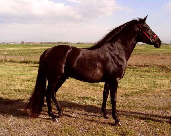 Cavallo Azteca